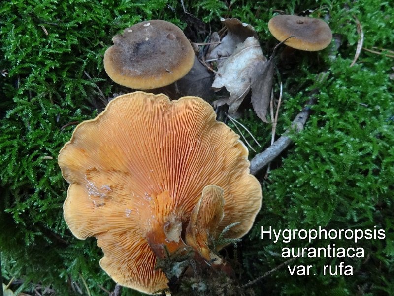 Hygrophoropsis rufa-amf2026.jpg - Hygrophoropsis rufa ; Syn1: Hygrophoropsis aurantiaca var.rufa ; Syn2: D.A. Reid ; Non français: Clitocybe roux